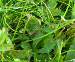 Larval web in Creeping Cinquefoil with full-grown larva, Monks Wood, Aug. 2008