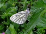 Fontmell Down, Dorset, May 2008, (male).