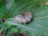 Hemingford Grey, 27th July 2014. larva in opened 'tent'.