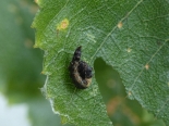 Whitelye, Monmouthshire. Larva ex ova Whitelye 29-07-2018. 3rd instar.