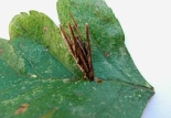 Larval case on Oak leaf