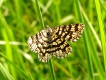 Witcham, nr Ely (VC29), 20th May 2009. Female.