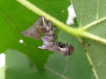 Hemingford Grey, larva ex Aspen suckers Aug 2015. 3rd going on 4th instar.