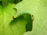 2nd instar larva, Hemingford Grey, 11-06-2013 (ex ova, fem MV trap, late May)