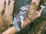 ex larva, Bevill's Wood, May 2003 (em. Oct).