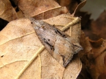 Hemingford Grey, ex larva collected 2nd July 2020.