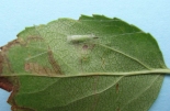 Cocoon under apple leaf