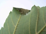 Larval cone on Sycamore