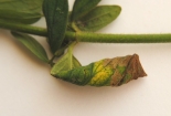 Larval cone on St Johns Wort