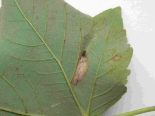Leaf mine on Sycamore with pupal case in corner