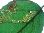Stigmella aurella on Bramble - larvae visible in mines