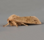 ex. Larva, Great Staughton