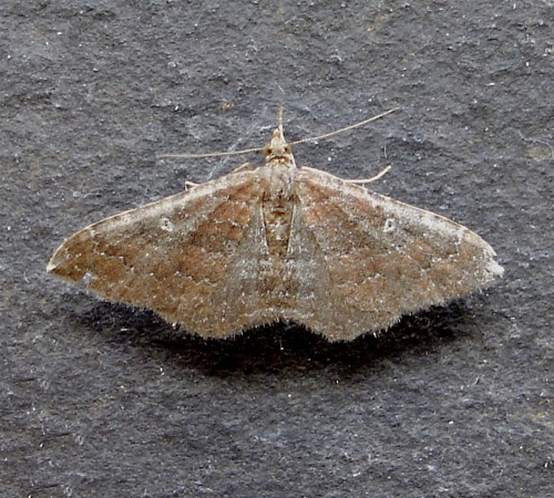 Female, Carmarthenshire