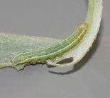 Early instar, Great Staughton, April 2011