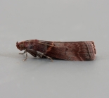 ex. Larva, Great Staughton, June 2011