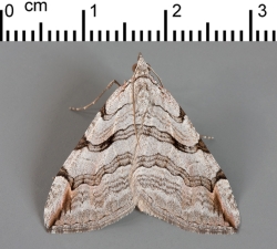 ex. larva, Bedford Purlieus, August 2011