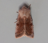 Great Staughton, ex larva, March 2012
