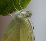 ex. Larva, Great Staughton, May 2012
