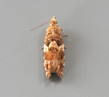 ex. larva, Staughton Moor