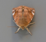ex. Larva, Staughton Moor