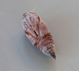 Pupa Case, ex larva, Staughton Moor