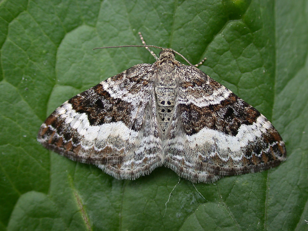 common carpet moth. 1738 Common Carpet Epirrhoe