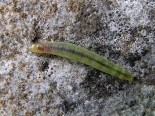 Hemingford Grey, larva on Purple Toadflax 10-07-2020, pic 10th July. Final instar.