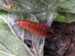 Hemingford Grey, larva Red Currant, 13th July 2020. (Pic. 27/7)