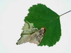 Eriocrania salopiella mine on Birch