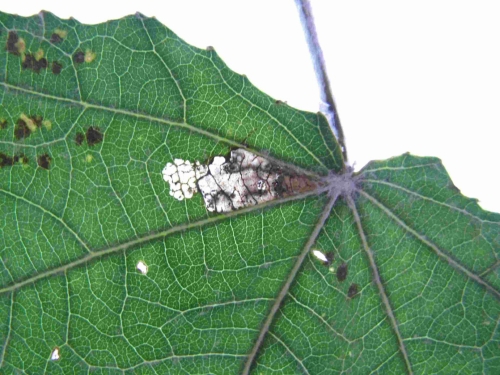 Early larval feeding on White Poplar