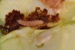 Final instar larva