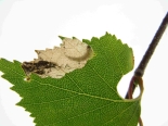 Leaf mine on Birch, larva visible