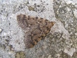 ex larva 16-04-2022, Whitelye, Monmouthshire.