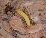 Final instar larva