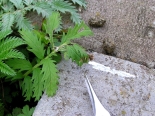 Larval web on Silverweed (Potentilla anserina), Monks Wood, July 2007