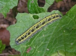Hemingford Grey, 2nd August 2014. Larva on Hedge Garlic.