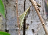 Hemingford Grey, as larva May 2020.