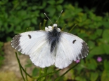 Female, Hemingford Grey