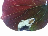 Larva cutting pupal case from leaf