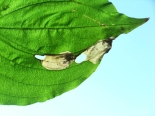 Two mines and pupal cutouts on Dogwood