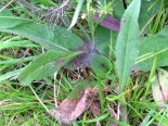 Larval web, N Wales, July 2010