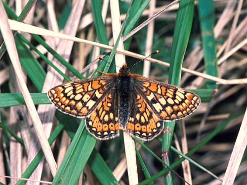 Somerford Common, June 1987, (male).