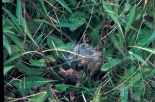 Larval Nest, Somerford Common, Wilts, Sept 1987