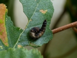 Whitelye, Monmouthshire. Larva ex ova Whitelye 29-07-2018. 4th instar.