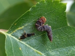 Whitelye, Monmouthshire. Larva ex ova Whitelye 29-07-2018. final instar.