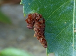 Whitelye, Monmouthshire. Larva ex ova Whitelye 29-07-2018. final instar.