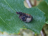 Whitelye, Monmouthshire. Larva ex ova Whitelye 29-07-2018. 4th instar