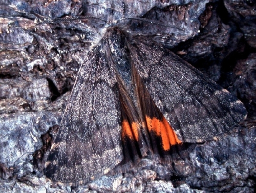 Male, Monks Wood