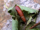 Hemingford Grey, from Hawthorn as larva. 05-05-2022.. Female.