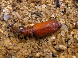 Hemingford Grey, larva collected 11th April 2020. (1 of 3).